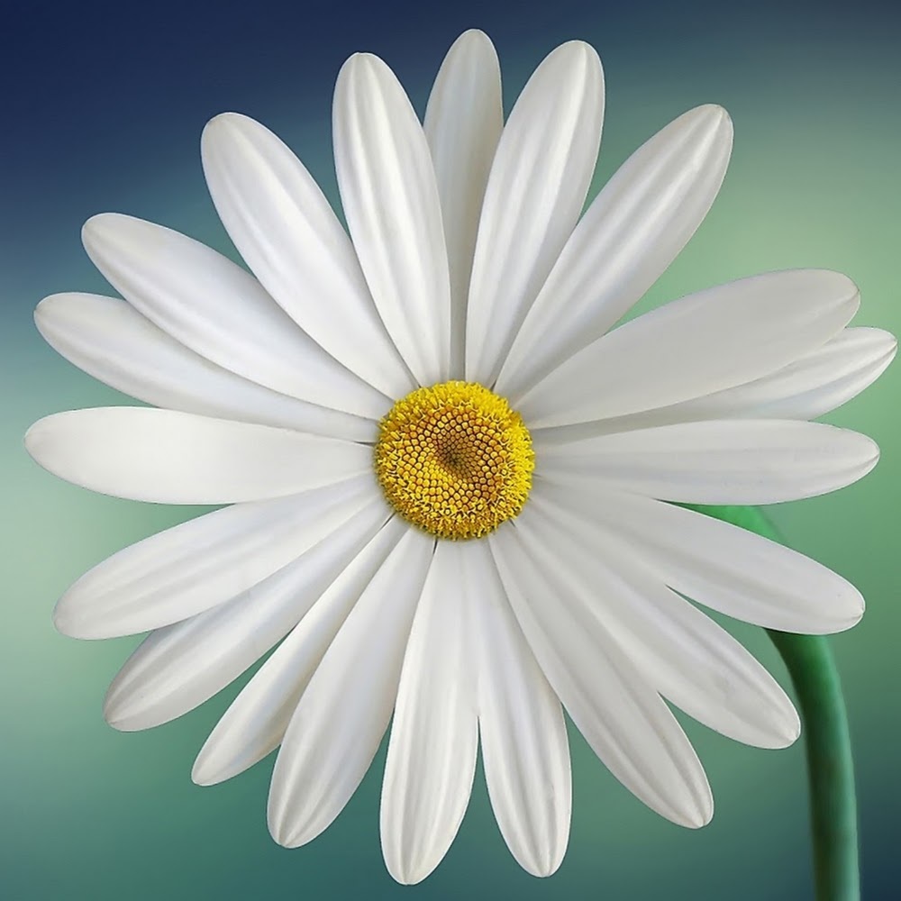 Meet your Posher, Evvy